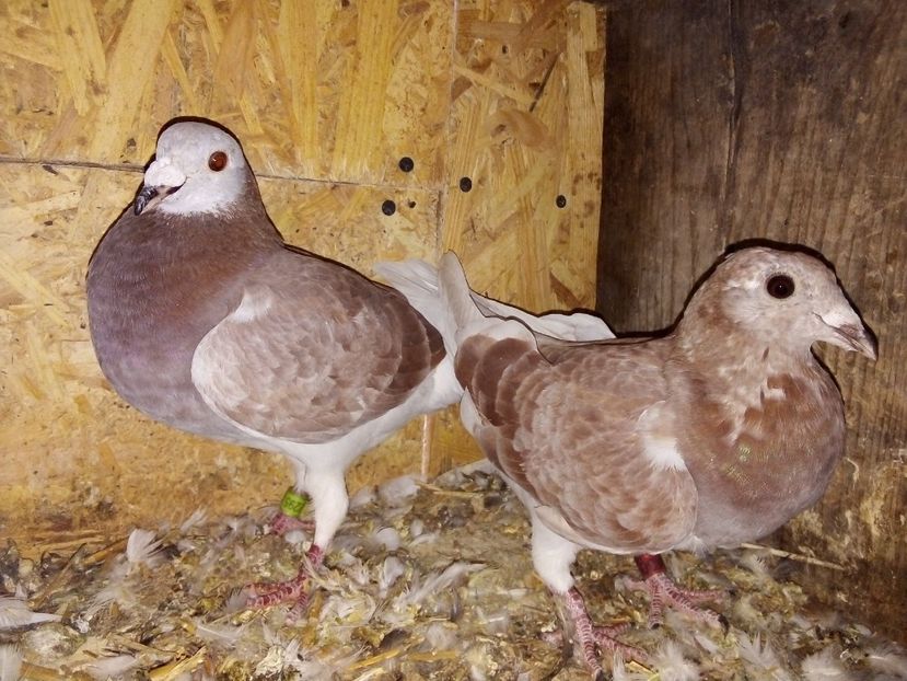  - Pui de porumbei voiajori 2019