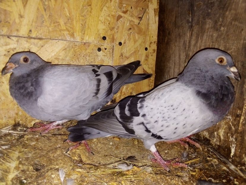  - Pui de porumbei voiajori 2019