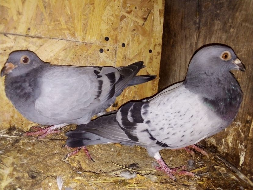  - Pui de porumbei voiajori 2019