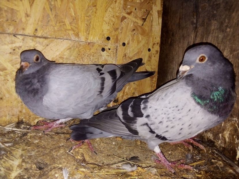  - Pui de porumbei voiajori 2019