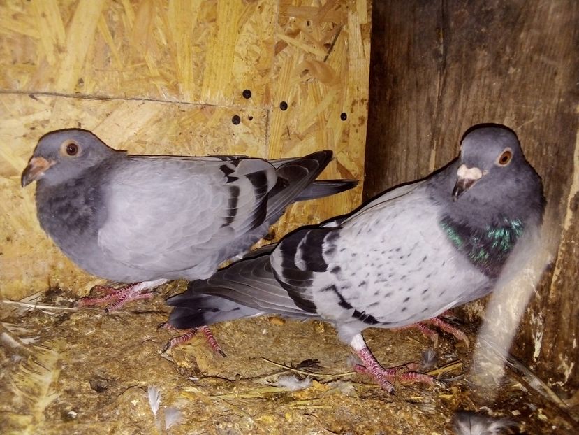  - Pui de porumbei voiajori 2019