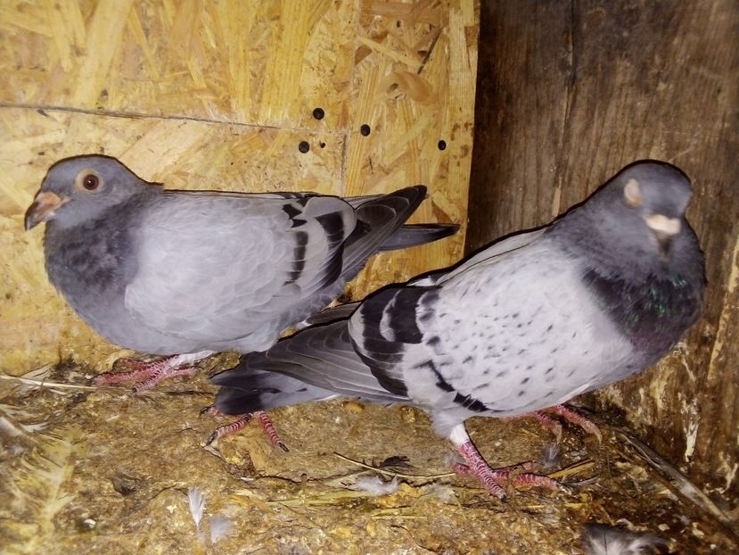  - Pui de porumbei voiajori 2019