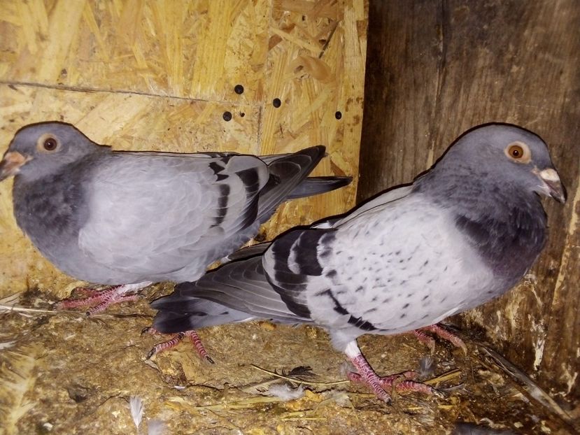  - Pui de porumbei voiajori 2019