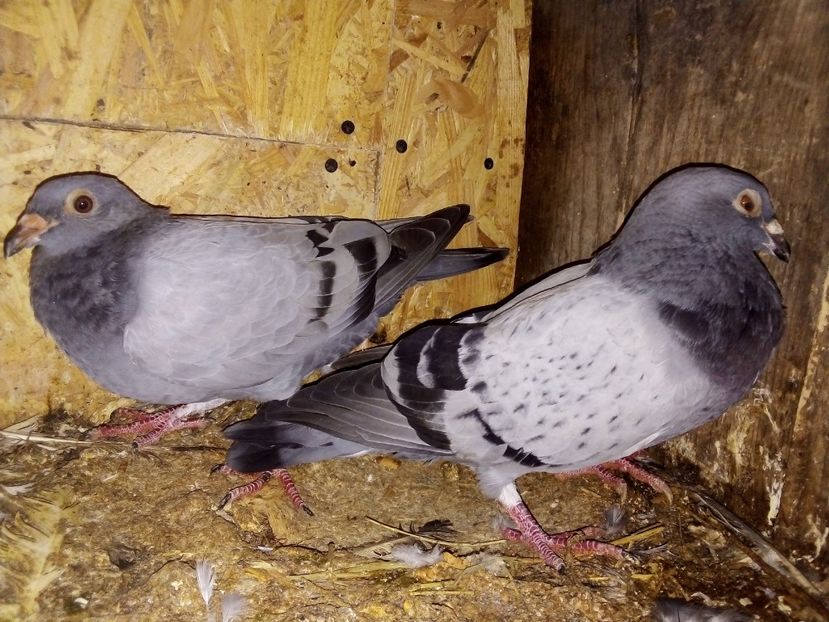  - Pui de porumbei voiajori 2019