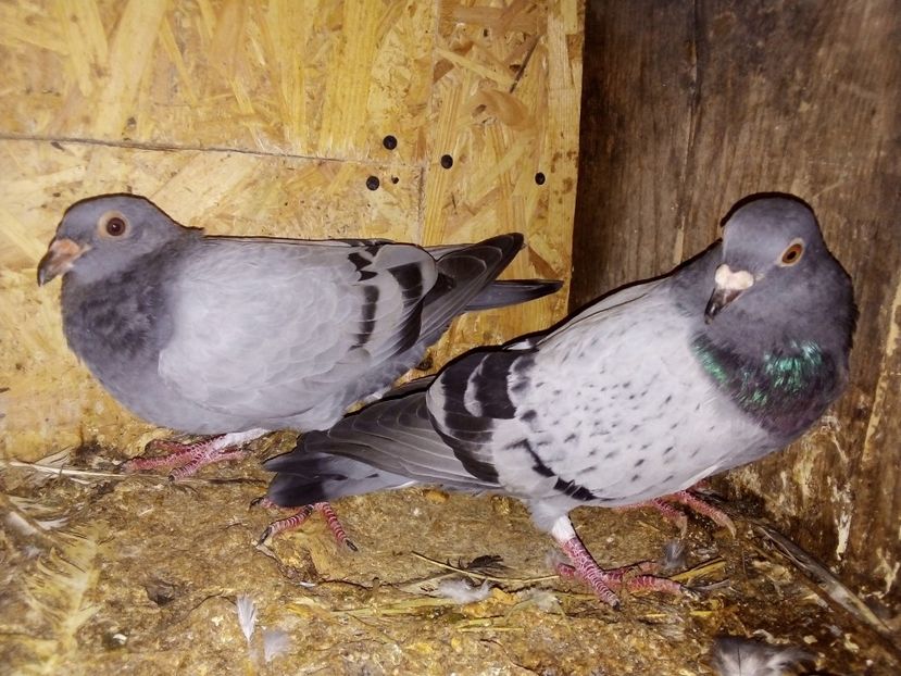  - Pui de porumbei voiajori 2019