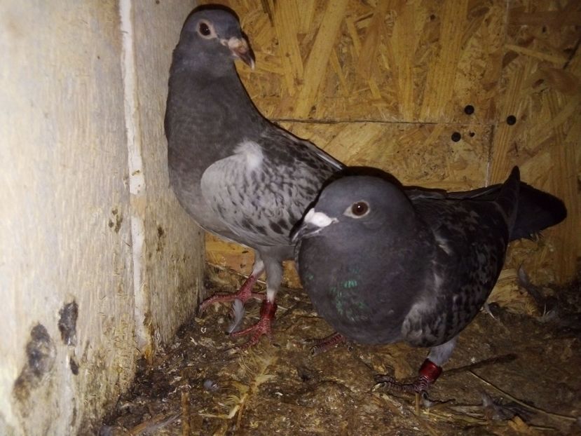  - Pui de porumbei voiajori 2019