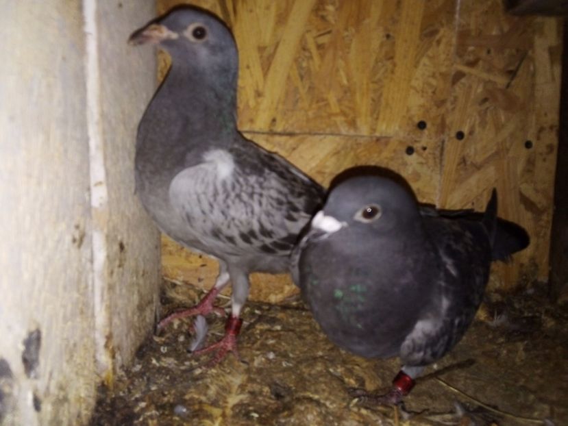  - Pui de porumbei voiajori 2019