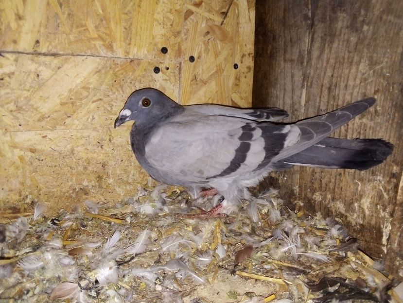  - Pui de porumbei voiajori 2019