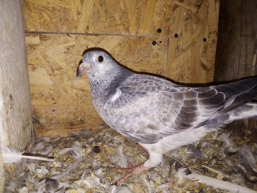  - Pui de porumbei voiajori 2019