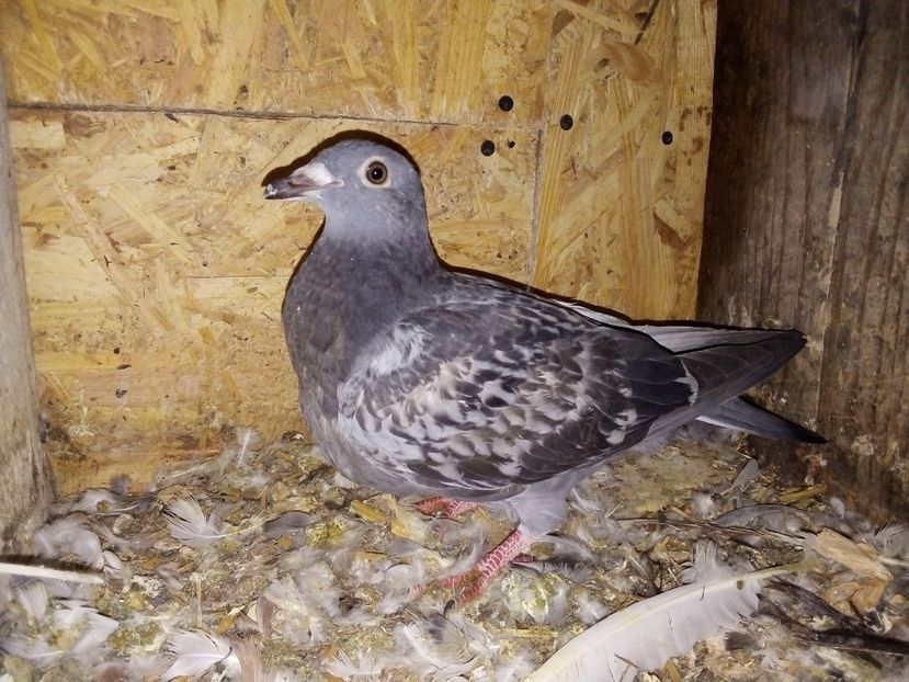  - Pui de porumbei voiajori 2019