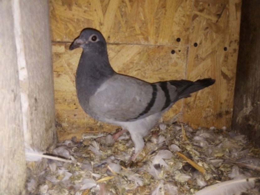  - Pui de porumbei voiajori 2019