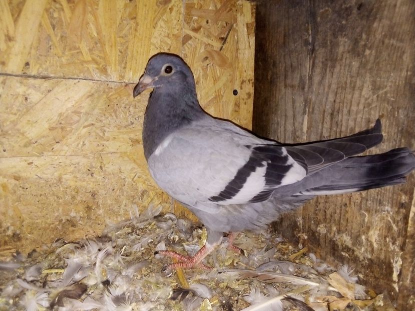  - Pui de porumbei voiajori 2019