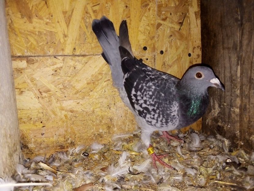  - Pui de porumbei voiajori 2019