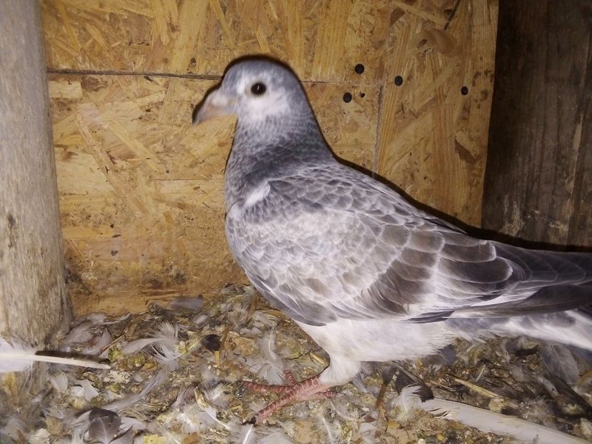  - Pui de porumbei voiajori 2019