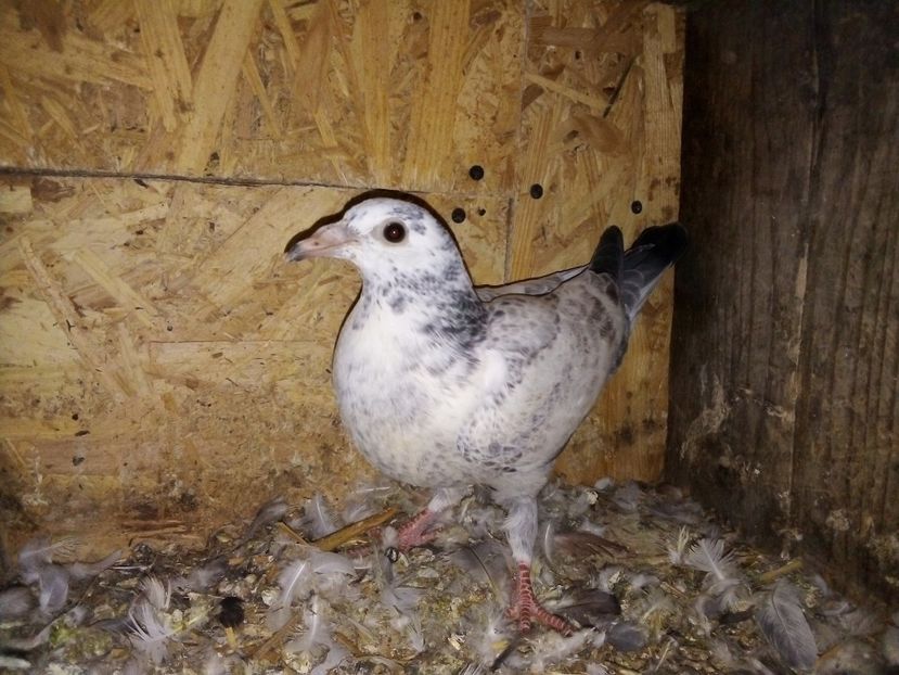  - Pui de porumbei voiajori 2019