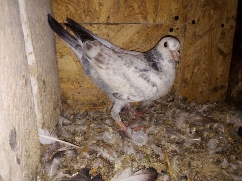  - Pui de porumbei voiajori 2019