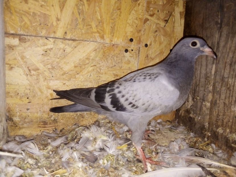  - Pui de porumbei voiajori 2019