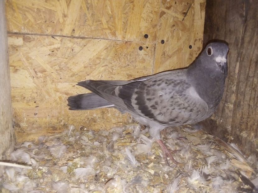  - Pui de porumbei voiajori 2019