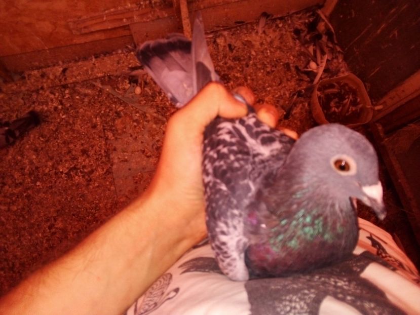  - -Porumbei Voiajori