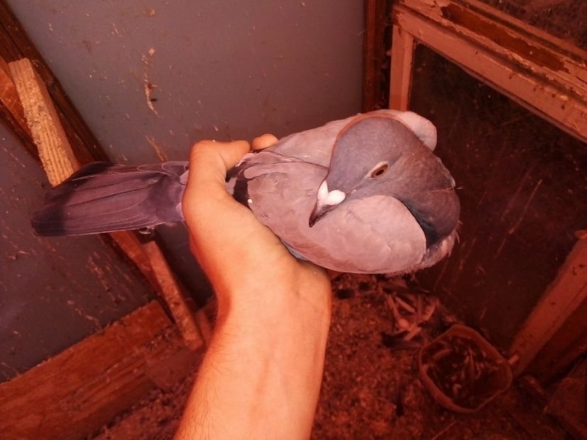  - -Porumbei Voiajori