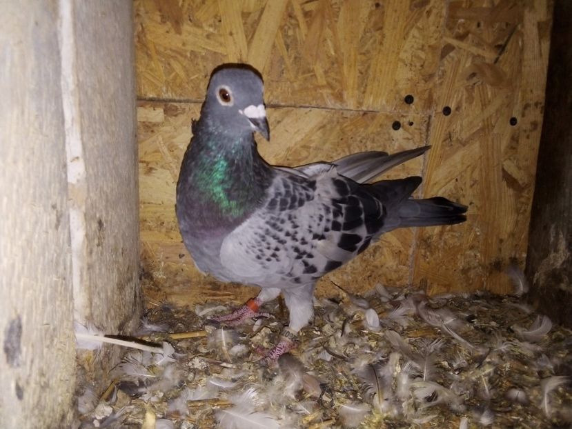  - -Porumbei Voiajori