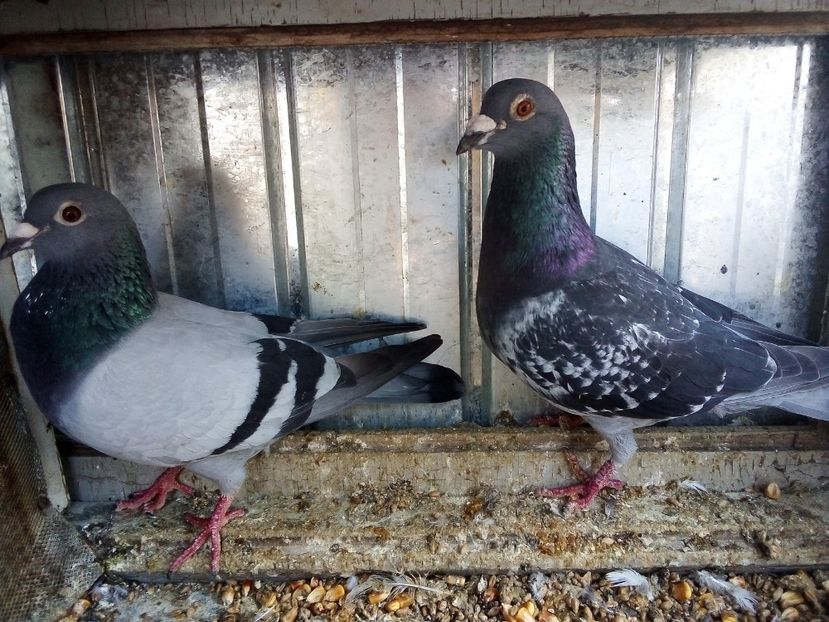  - -Porumbei Voiajori