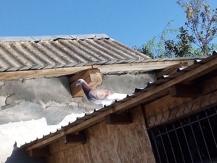  - -Porumbei Voiajori