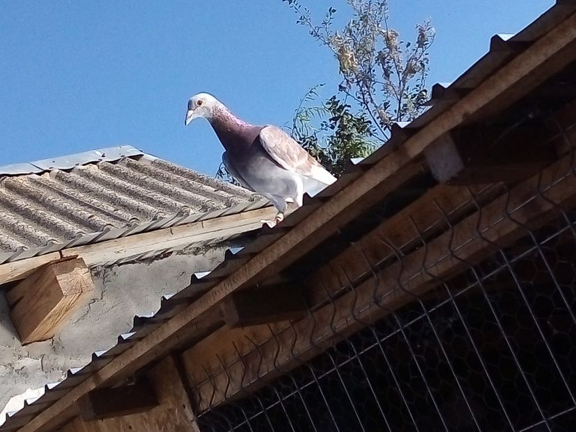  - -Porumbei Voiajori