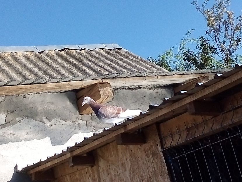  - -Porumbei Voiajori