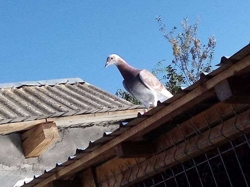  - -Porumbei Voiajori