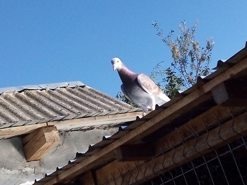  - -Porumbei Voiajori