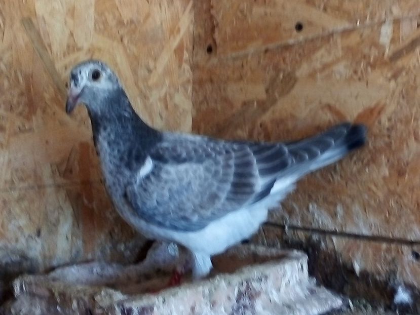  - Pui de porumbei voiajori 2019