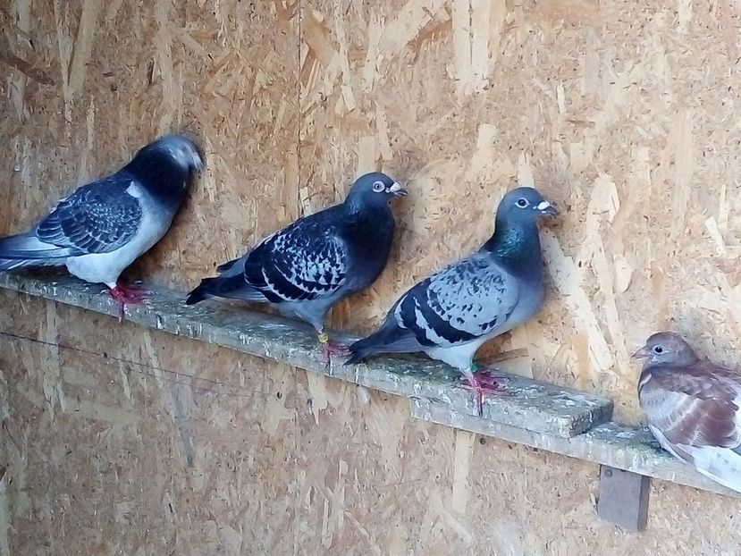  - -Porumbei Voiajori