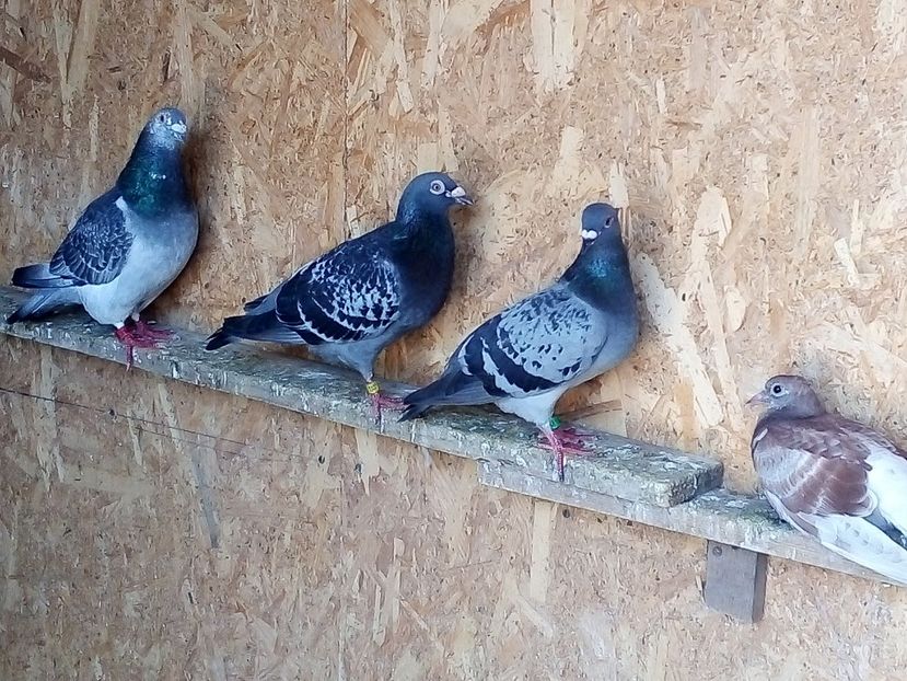  - -Porumbei Voiajori