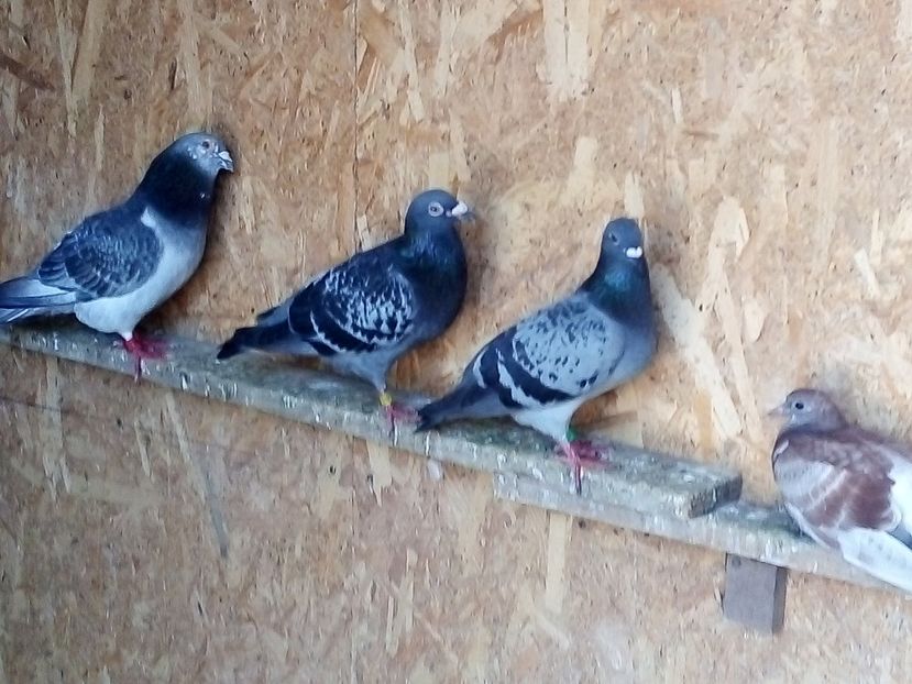  - -Porumbei Voiajori