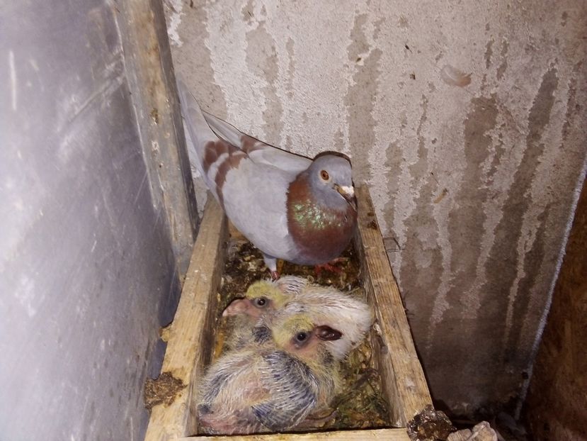  - Pui de porumbei voiajori 2019