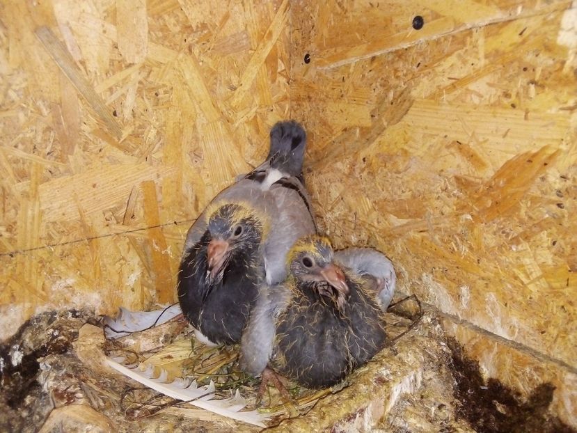  - Pui de porumbei voiajori 2019