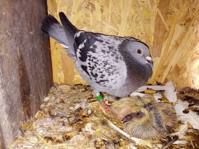  - Pui de porumbei voiajori 2019