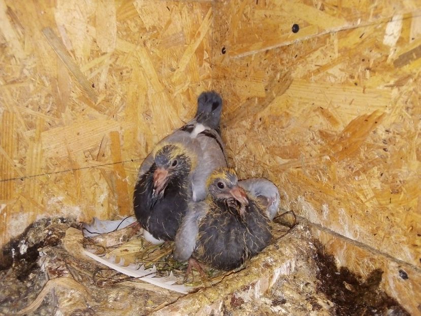  - Pui de porumbei voiajori 2019