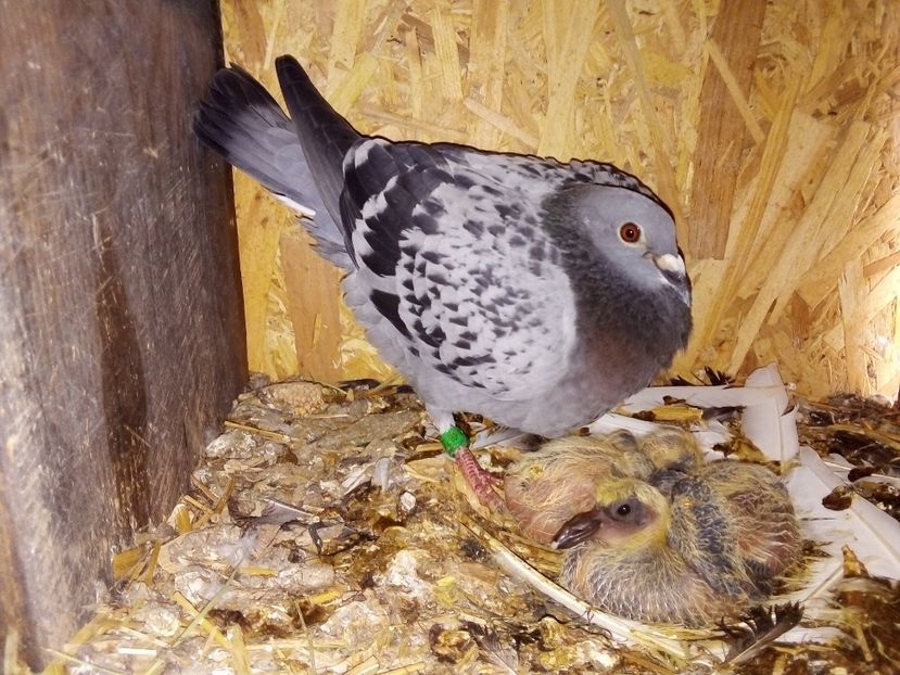  - Pui de porumbei voiajori 2019