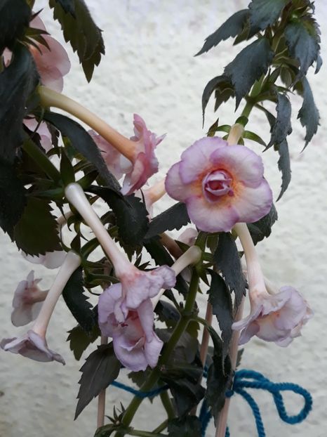  - 0001 2022 - Amelia Vitorino