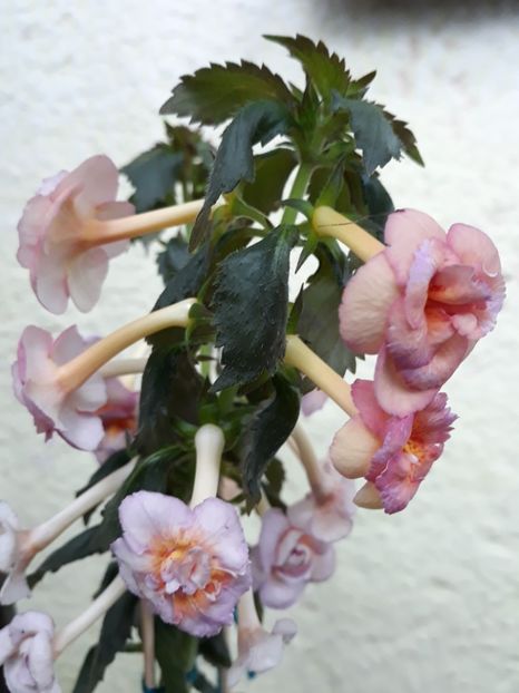  - 0001 2022 - Amelia Vitorino