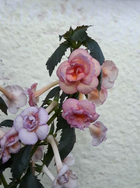  - 0001 2022 - Amelia Vitorino