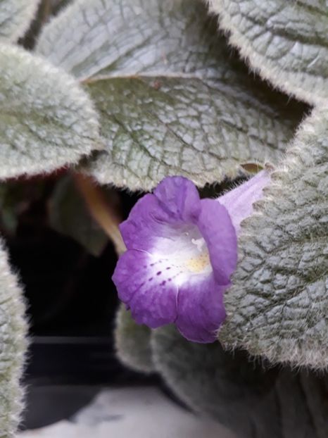  - 2019 - EUCODONIA si xSMITHICODONIA