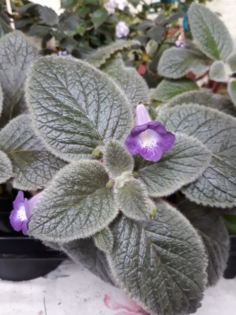  - 2019 - EUCODONIA si xSMITHICODONIA