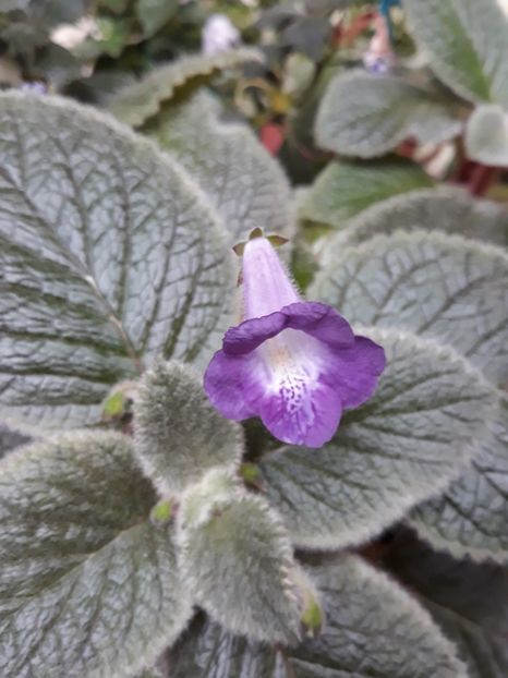  - 2019 - EUCODONIA si xSMITHICODONIA