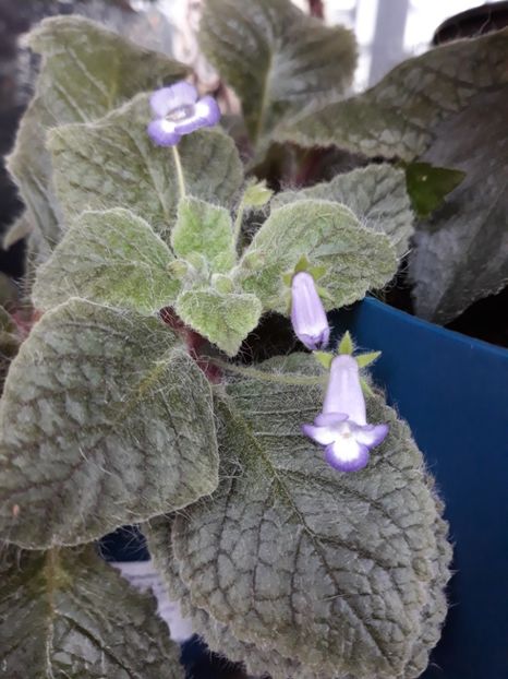  - 2019 - EUCODONIA si xSMITHICODONIA