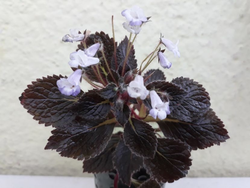  - 2019 - EUCODONIA si xSMITHICODONIA