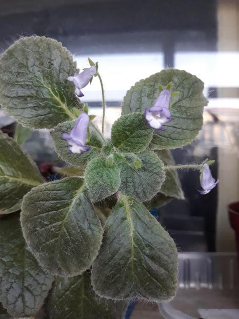  - 2019 - EUCODONIA si xSMITHICODONIA