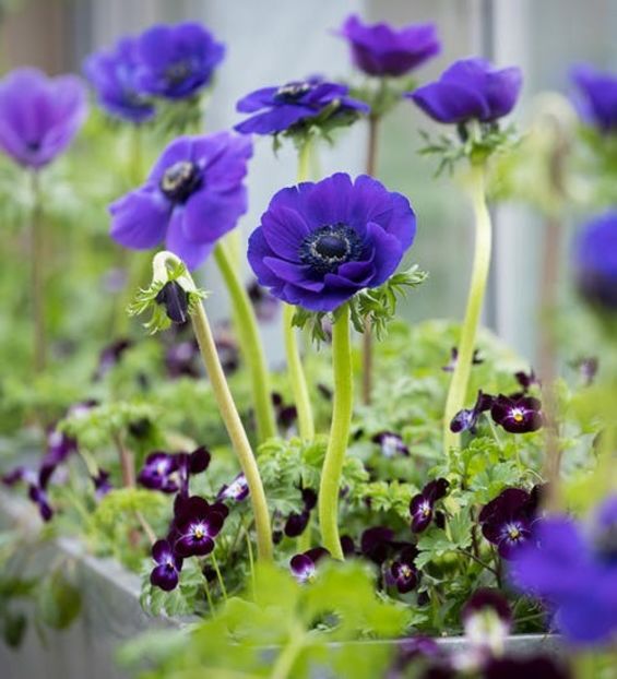 Anemone Coronaria - Achizitii 2019